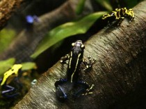 Media Preview Is Held For New Frog Exhibit