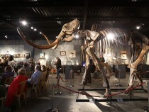 Auction Of A Complete Woolly Mammoth Skeleton
