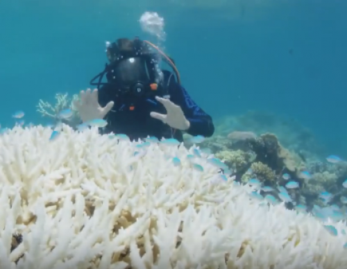 Reef Health Suffers Due To Intense Global Warming