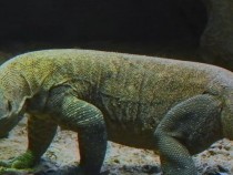 Komodo Dragon Blood Possibly Has Antimicrobial Properties