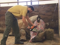 Zookepers Are Now Cutting Off The Horns Off All Their Rhinos