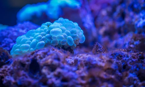 Bubble corals