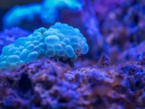 Bubble corals