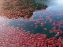 [Video] Jaw-Dropping Drone Shots of Thousands of Jellyfish Swarming in the Philippine Captured by French Photographer