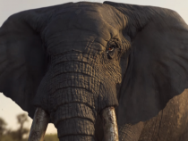 [Animal Cruelty] Previous WWF Ad Was Released as a Warning For Recent Situation: Sumatran Elephant Found Without Tusk Left Mutilated By Killers 