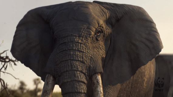 WWF Ad Released for This Exact Reason: Sumatran Elephant Found Without