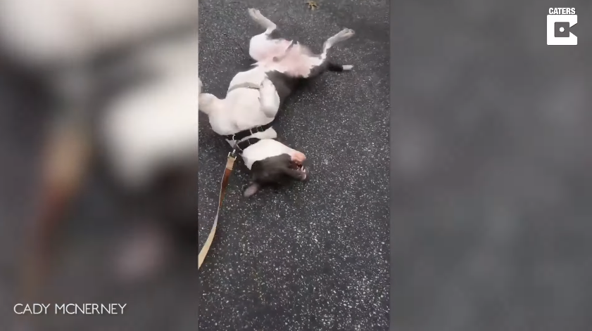 Adorable Trends on Social Media: Blind Dog Plays Dead Trying to Convince Owner Not to Go Home During Lockdown!
