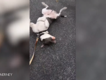 Adorable Trends on Social Media: Blind Dog Plays Dead Trying to Convince Owner Not to Go Home During Lockdown!