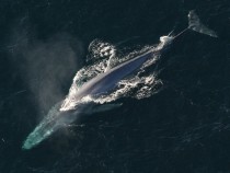 Blue Whale hunting for Krills