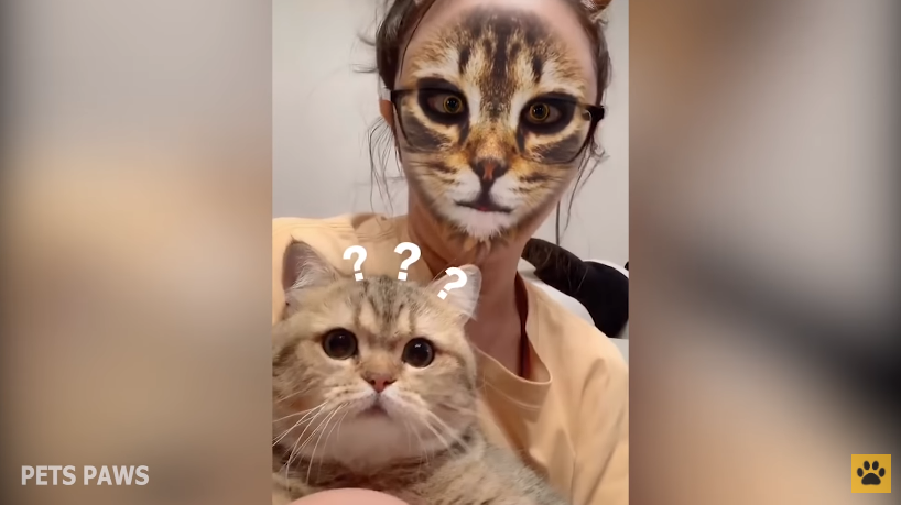 Cat filter on Douyin app leaves pets hilariously confused