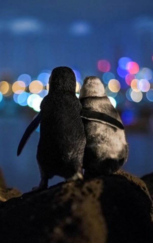 Penguins console each other through widowship