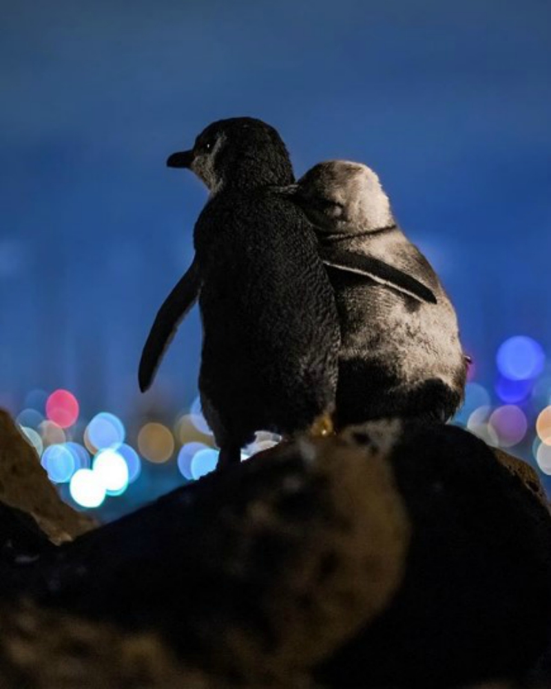 Penguin supports fellow widow through hardship