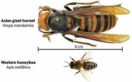 Asian Giant Hornet vs Western Honeybee
