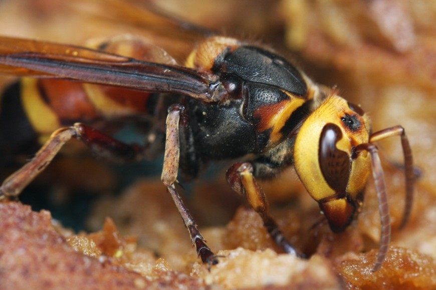 [Video] Horrifying Moment 'Murder Hornet' Kills A Mouse Desperately ...