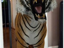 Tiger in Augmented Reality