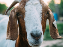 [Viral Video] Farmer and Goat have a Conversation: Baah Baah Baah