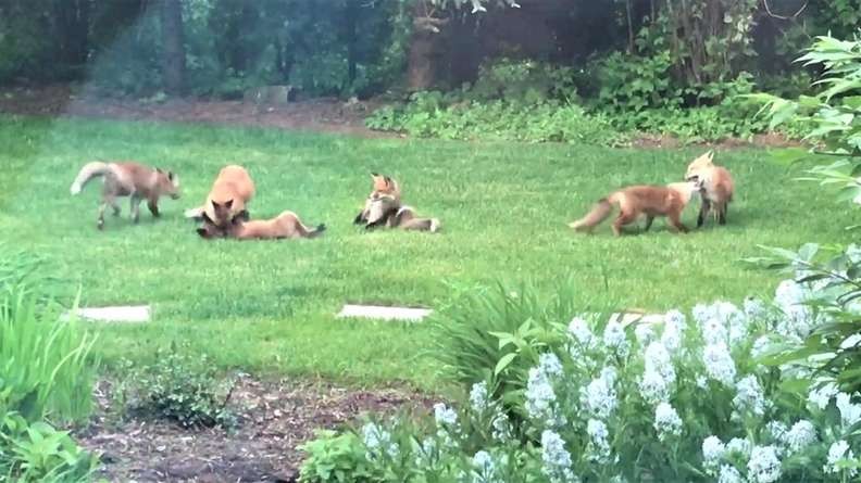 Family of foxes in backyard