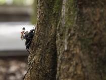 Beetle with the wireless camera system on a tree