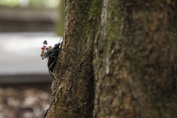 Beetle with the wireless camera system on a tree