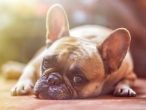 Is It Safe to Give Human Painkillers to Your Dog?