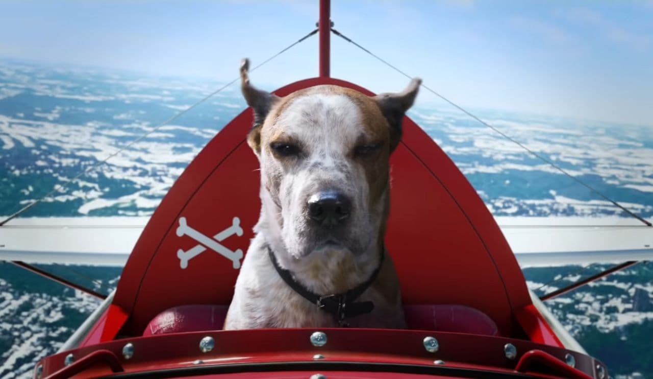 Rufus, the star of Microsoft's Holiday Ad 2020